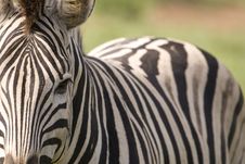 Closeup Of Zebra With Body Royalty Free Stock Photography