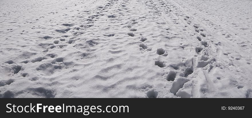 Tracks and footsteps in snow meadow. Tracks and footsteps in snow meadow