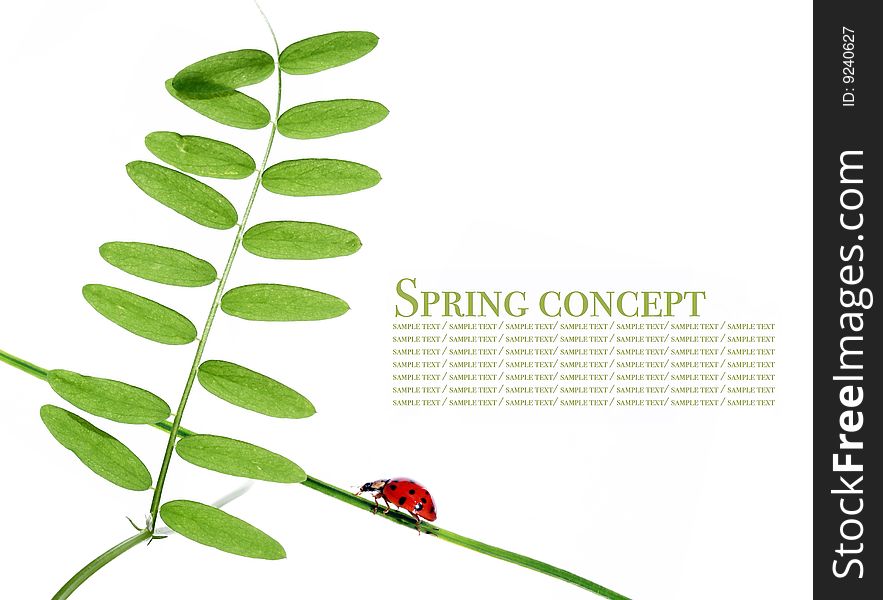 Spring concept. flora and ladybird against white background.