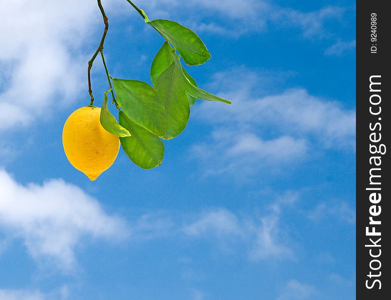 Lemon on branch with sky background
