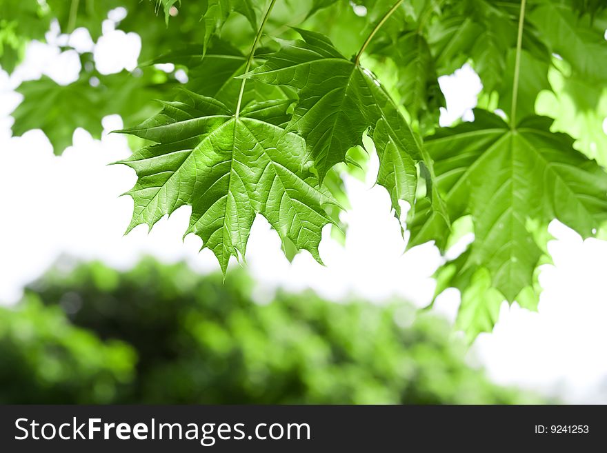 Spring Maple leaves under sun beams