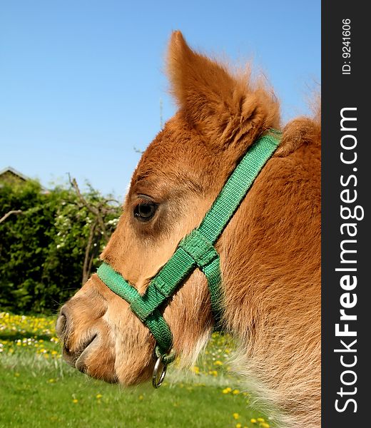 One month russet small pony. One month russet small pony