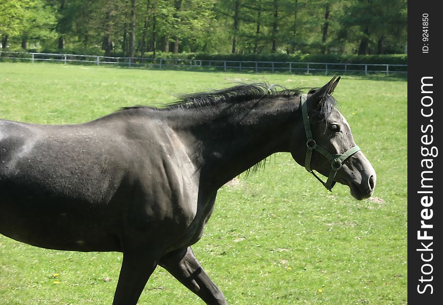 Gray arabic horse running on the paddock