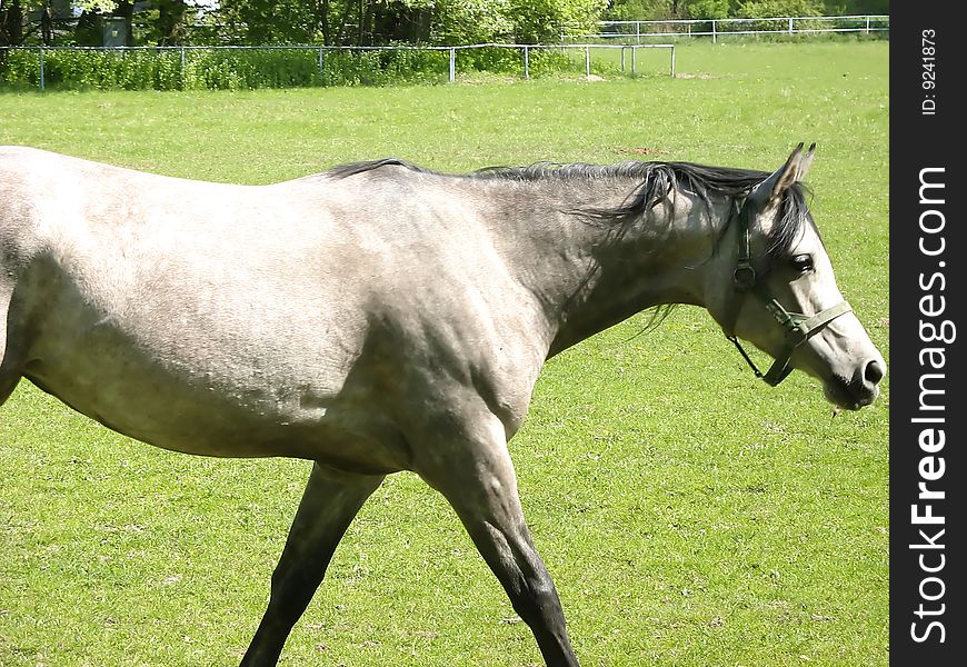 Gray arabic horse running on the paddock