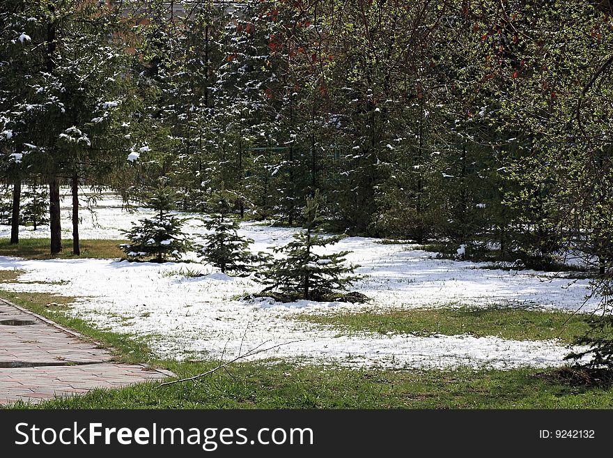 Snow On A Green Grass.