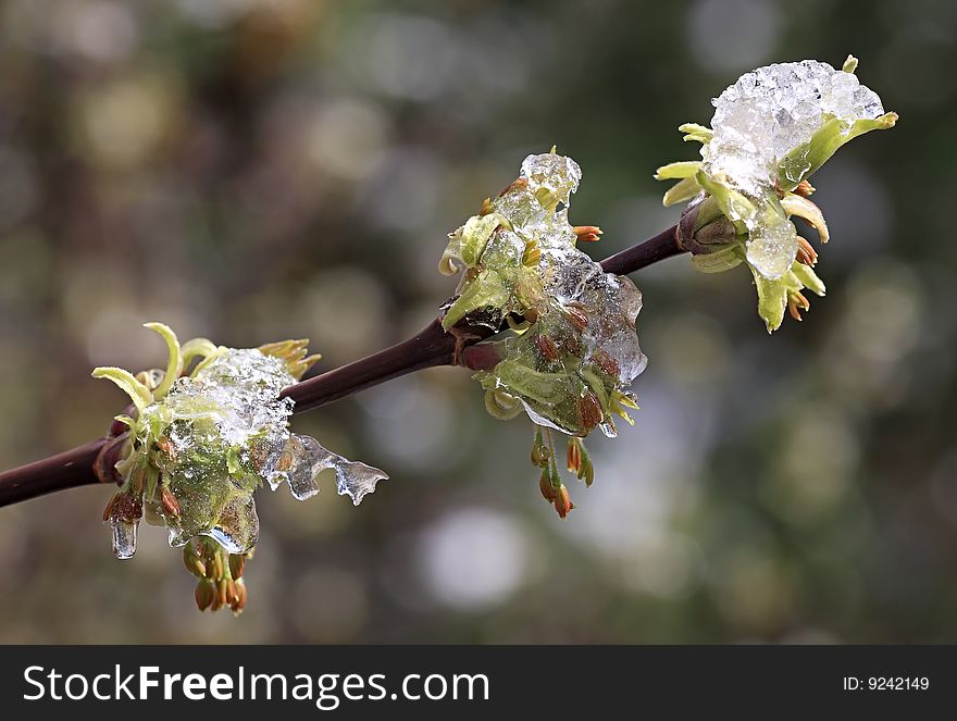 Ice-covered branches with young leaves. In Siberia snow fallen out in May.
