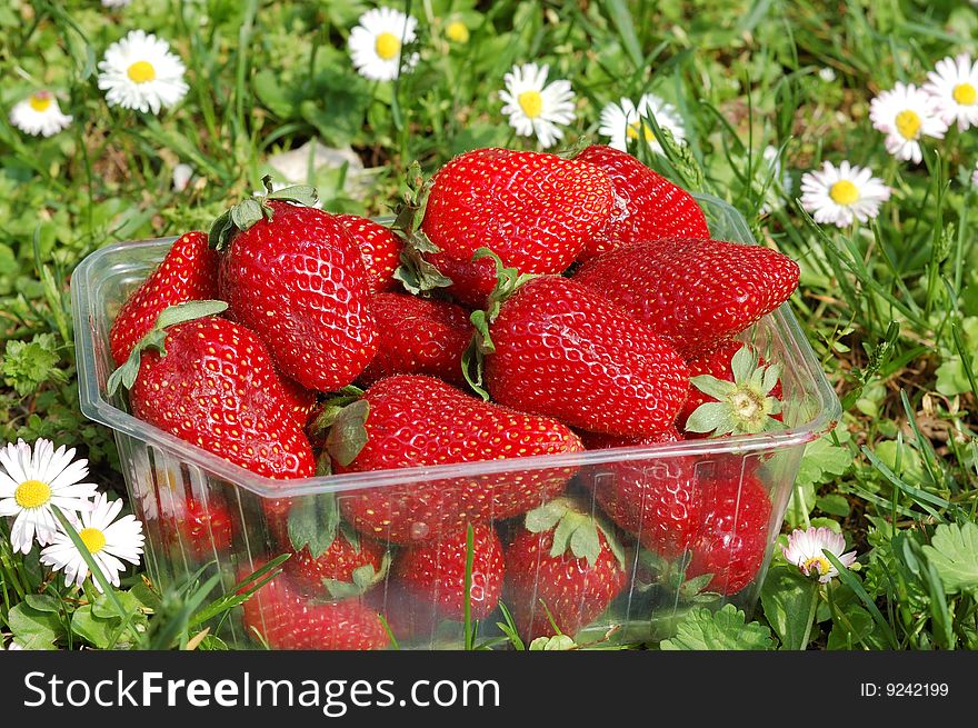 Busket of strawberryes on natural green background