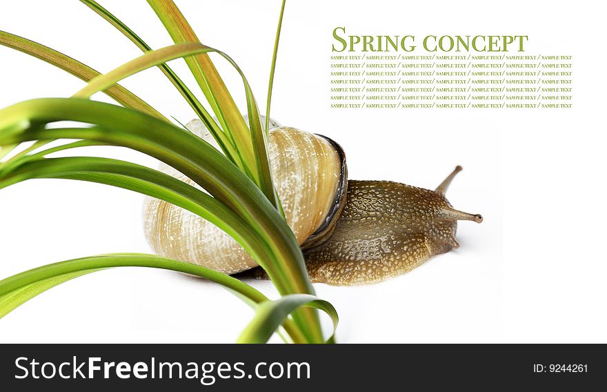 Spring concept. flora and snail against white background.