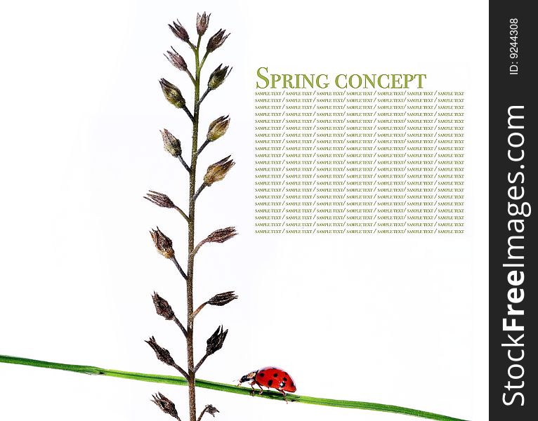 Spring concept. flora and ladybird against white background.