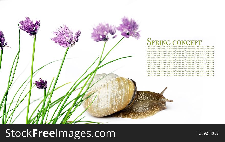 Spring concept. flora and ladybird against white background.