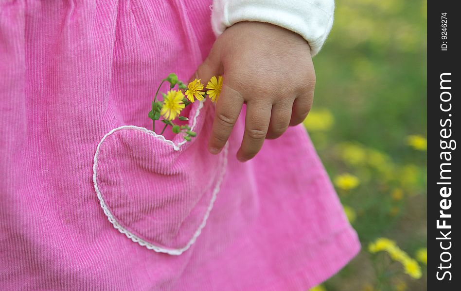 Chrysanthemum in a kid's pocket