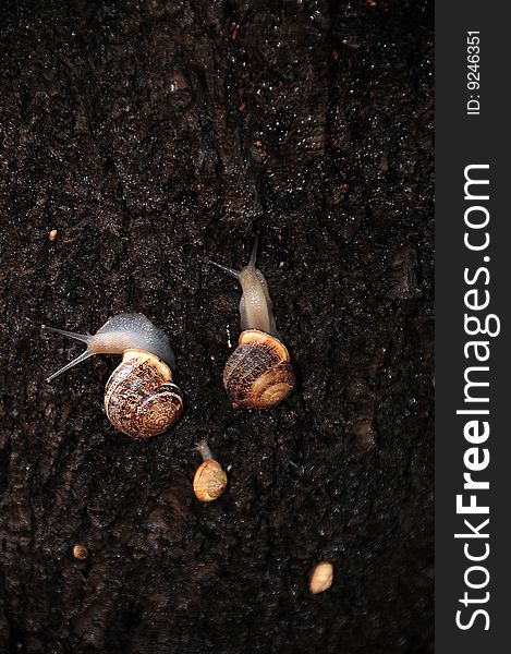 Family snails in my garden after the rain