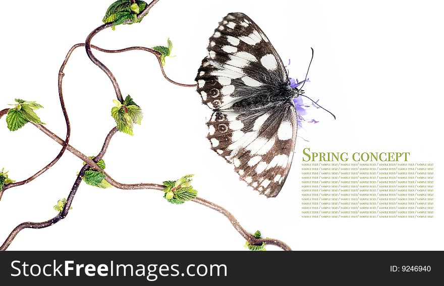 Spring concept. butterfly and flora against white background.