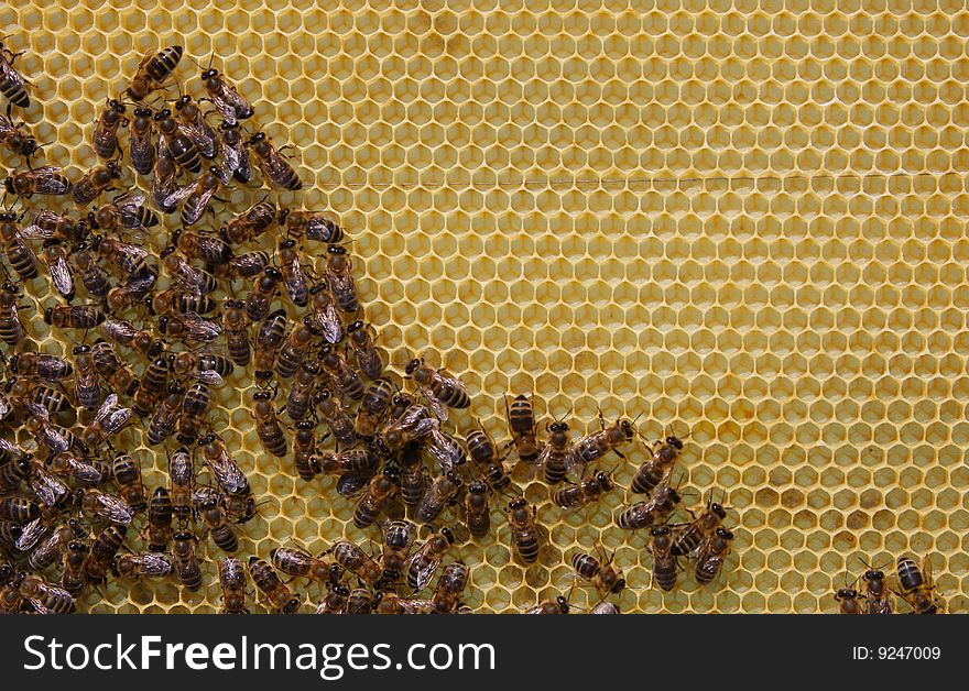 A closeup view of worker bees feverishly working to fill waxed honeycomb with honey. A closeup view of worker bees feverishly working to fill waxed honeycomb with honey.