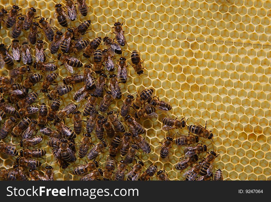 A closeup view of worker bees feverishly working to fill waxed honeycomb with honey. A closeup view of worker bees feverishly working to fill waxed honeycomb with honey.