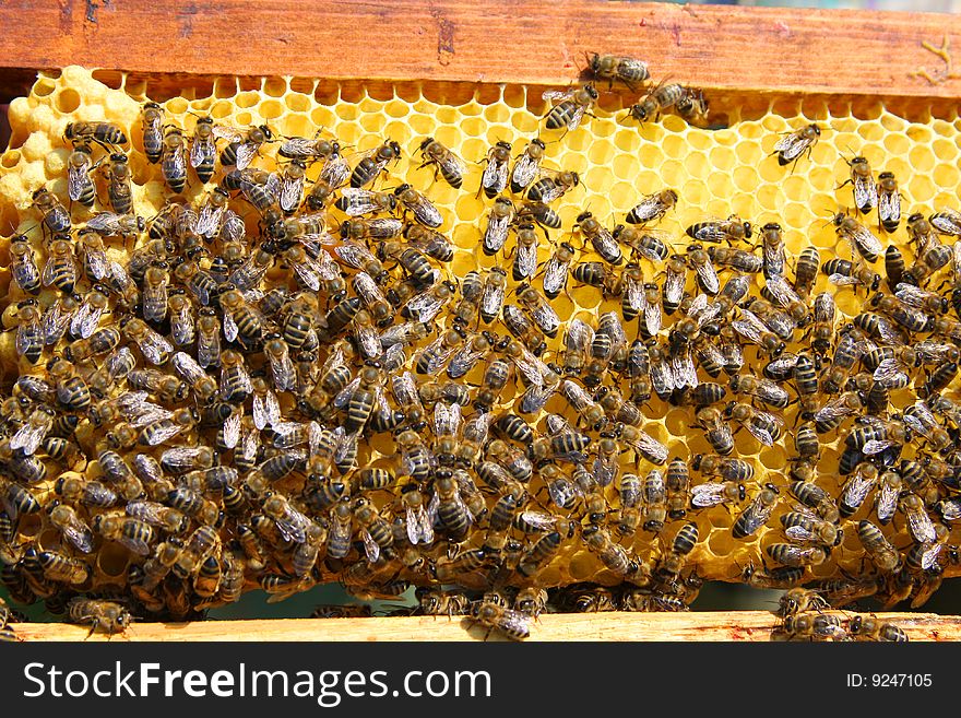 A closeup view of worker bees feverishly working to fill waxed honeycomb with honey. A closeup view of worker bees feverishly working to fill waxed honeycomb with honey.