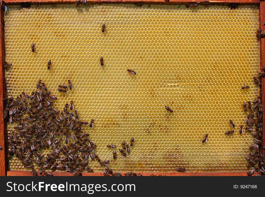 A closeup view of worker bees feverishly working to fill waxed honeycomb with honey. A closeup view of worker bees feverishly working to fill waxed honeycomb with honey.