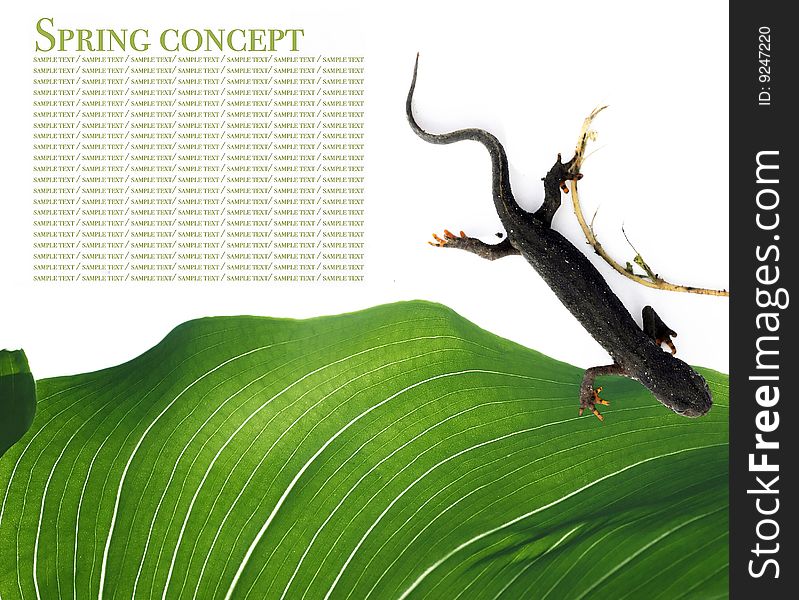 Spring concept. flora and salamander against white background. Spring concept. flora and salamander against white background.