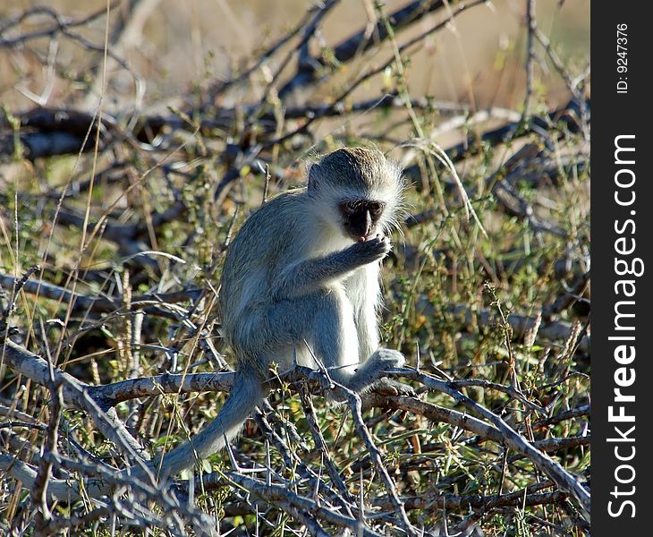 A wild vervet monkey (Chlorocebus pygerythrus), photographed in South Africa.