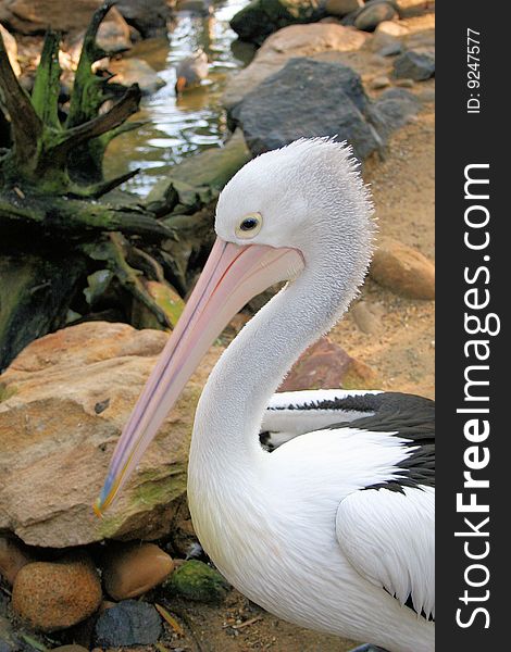 Pelican near stream in Sydney, Australia. Pelican near stream in Sydney, Australia.