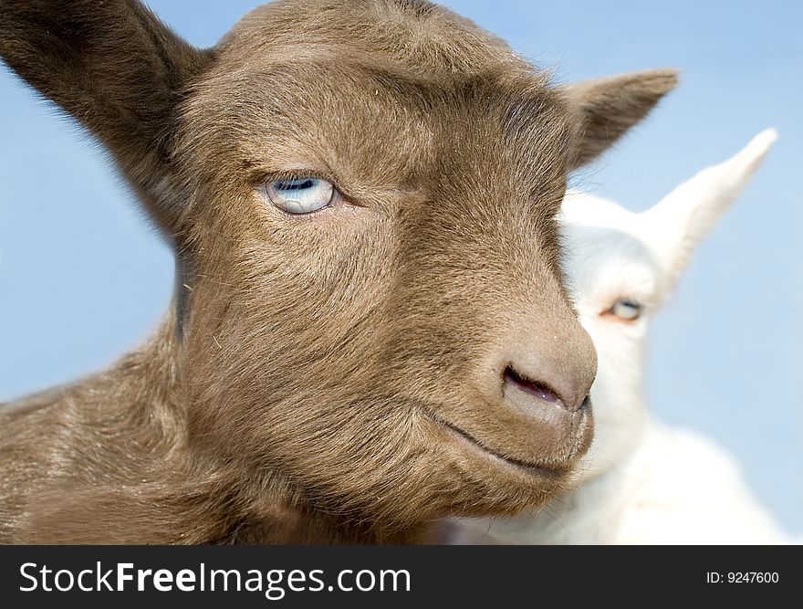 The young  goatling on blue sky background. The young  goatling on blue sky background.
