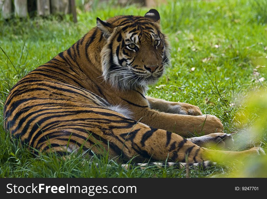 The Sumatran tiger (Panthera tigris sumatrae) is a subspecies of tiger found on the Indonesian island of Sumatra.