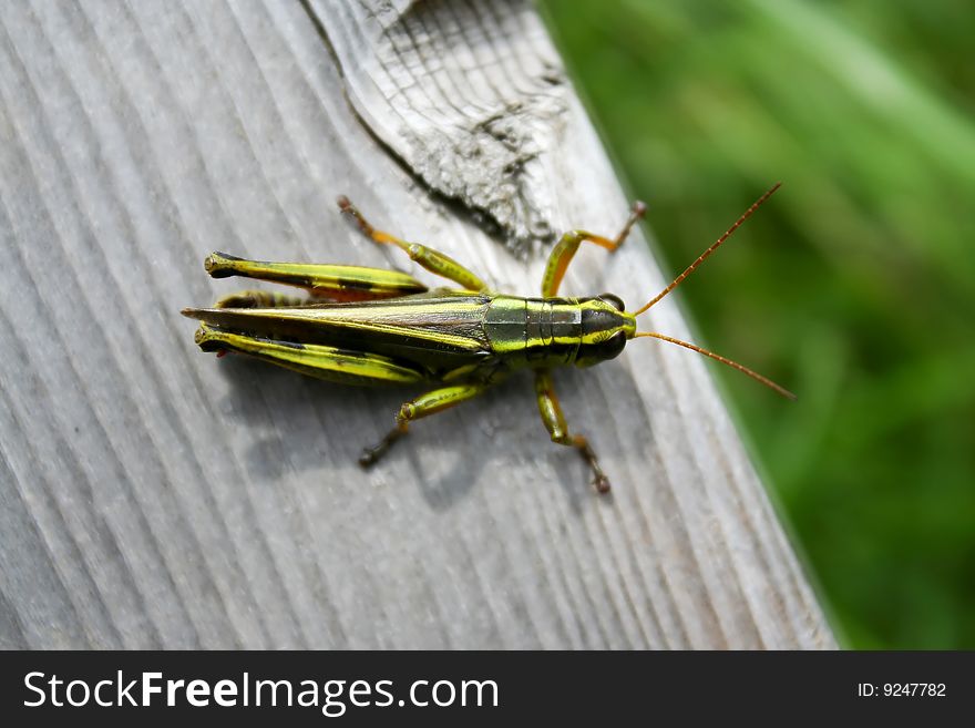 A closeup of a grasshopper on a wood deck