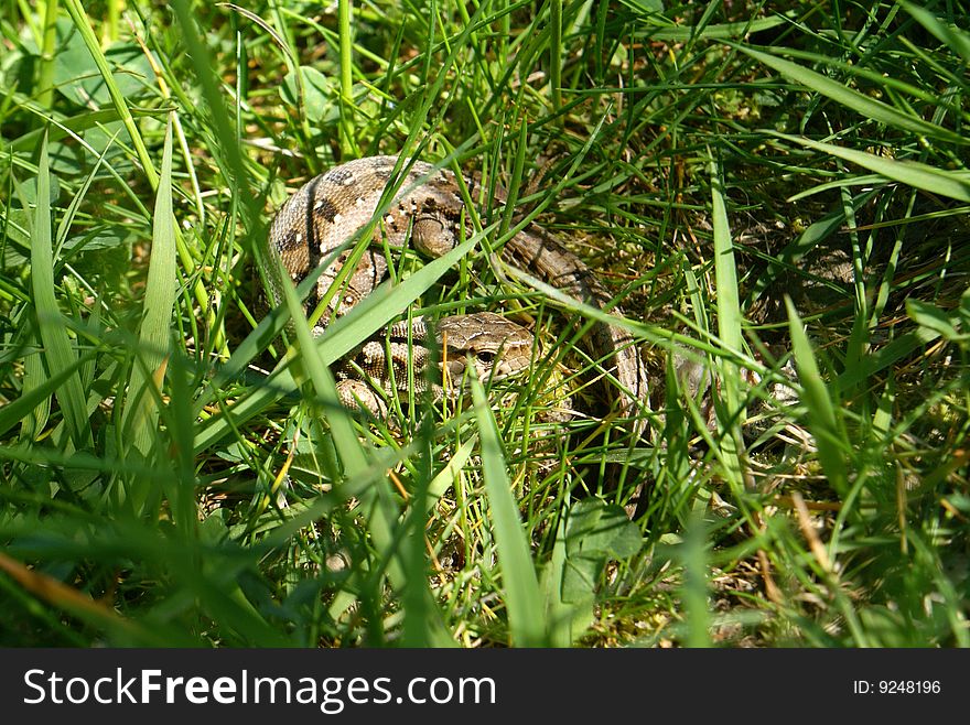 Grey lizard in grass