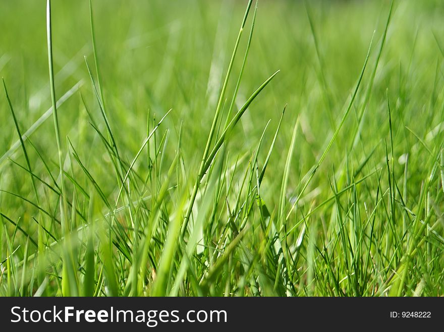 Light green grass shallow depth of field
