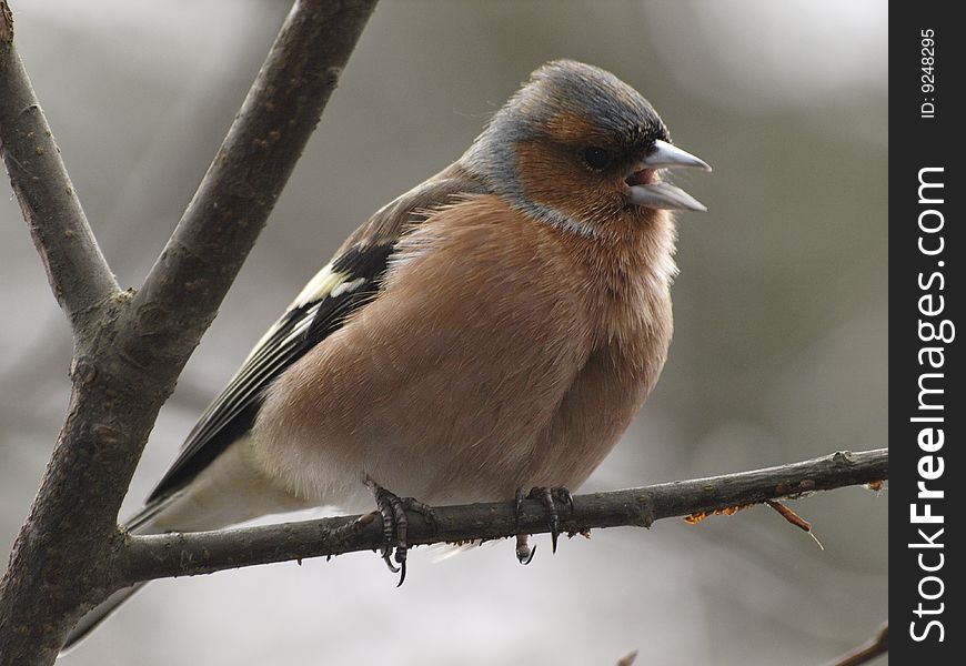 A singing chaffinch sitting on a twig