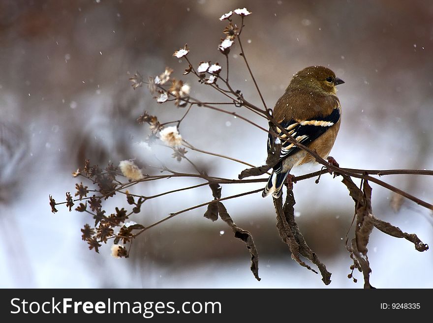 American Goldfinch on a brench