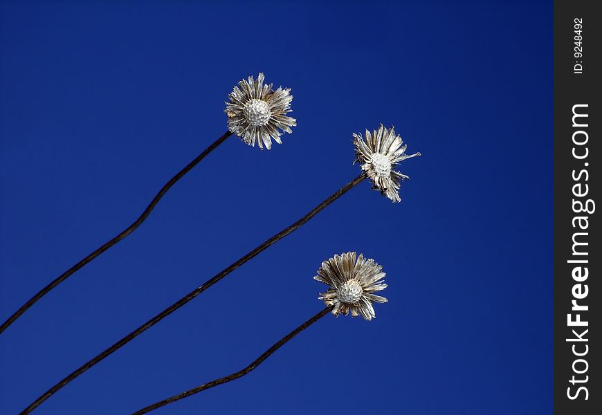 Three dry flowers against the sky. Three dry flowers against the sky