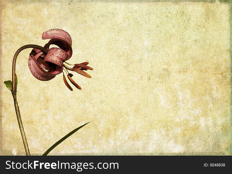 Background image with floral elements