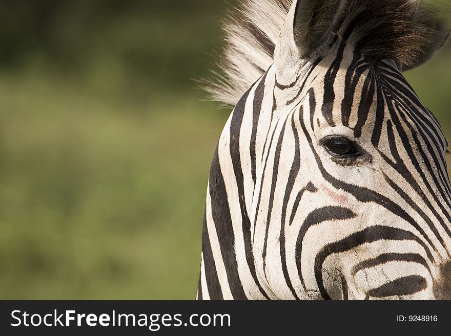 Closeup of an african zebra with the focus on the eye. Closeup of an african zebra with the focus on the eye