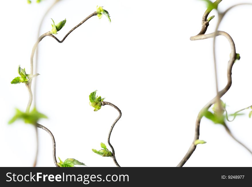 Spring concept. gnarly branches with young leaves against white background (shallow depth of field)