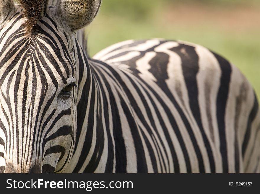 Closeup of a beautiful african zebra body with focus on the head and eye. Closeup of a beautiful african zebra body with focus on the head and eye