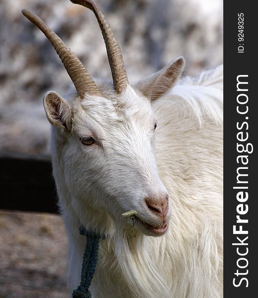 Portrait of a male goat on a farm