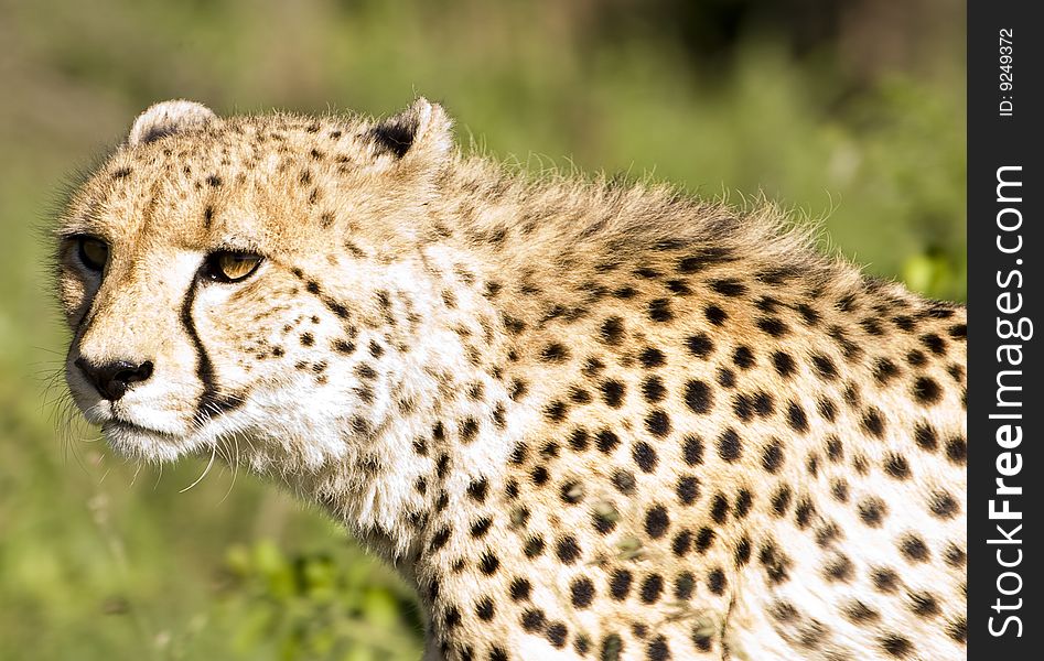 A beautiful african cheetah stalking its prey in the bush