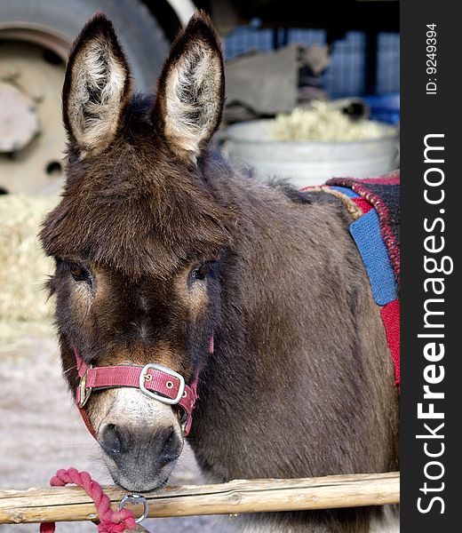 A donkey portrait on a farm