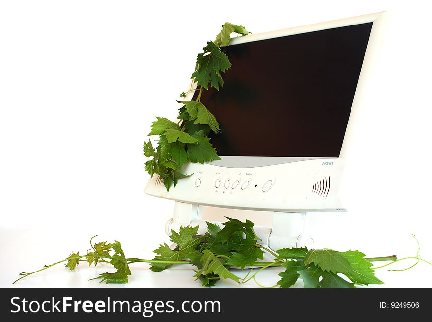 On a white background, and monitor the vine