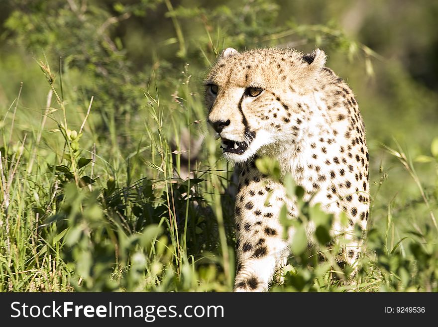 A beautiful african cheetah stalking its prey in the bush