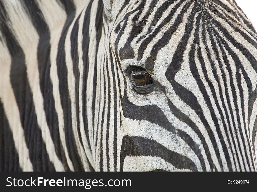 Closeup of a beautiful african zebra head with focus on the eye. Closeup of a beautiful african zebra head with focus on the eye