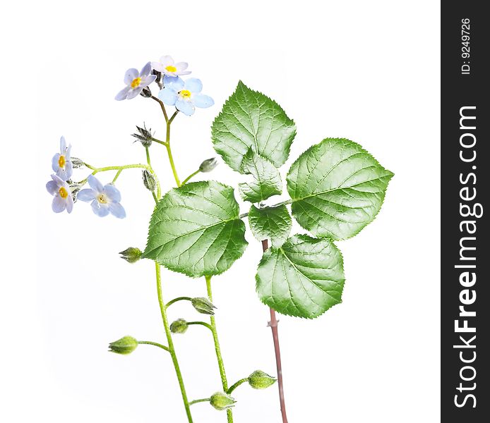 Young green leaves against white background. useful design element