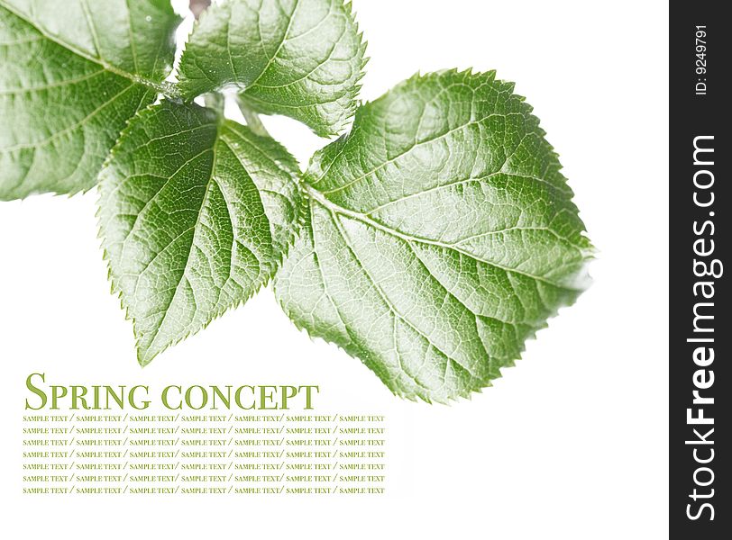 Young green leaves against white background. useful design element