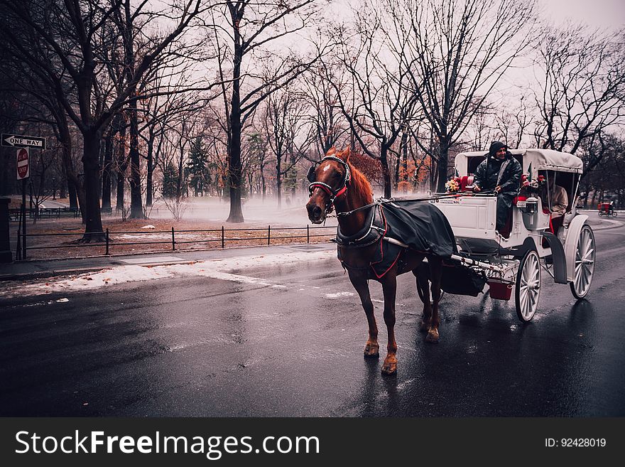 A horse and buggy on the street in winter. A horse and buggy on the street in winter.
