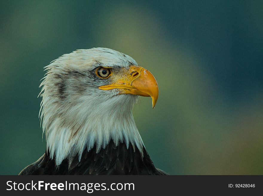 Portrait of a bald eagle.