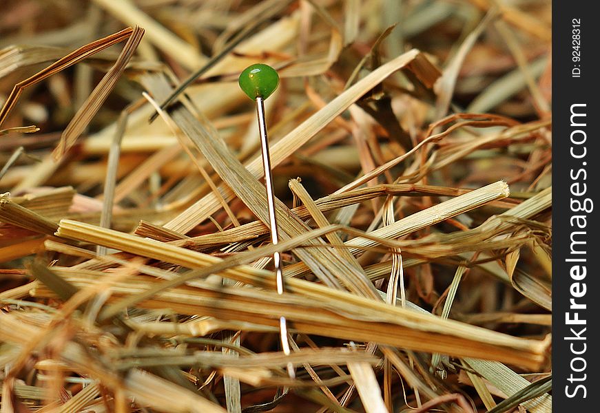 Green Pin on Brown Hay