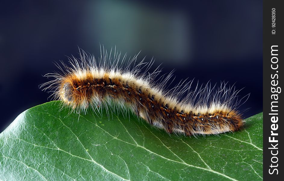 Closeup of a fuzzy caterpillar eating a leaf.