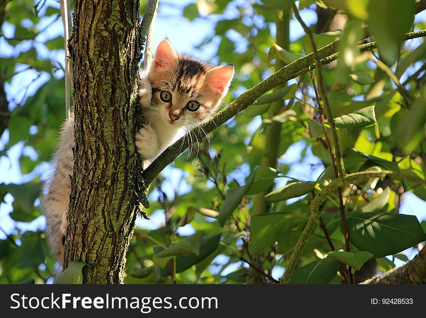 Low Angle View of Cat on Tree