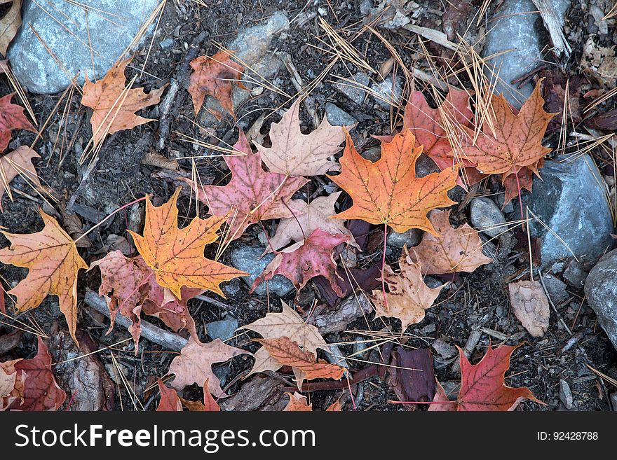 Closeup of autumn leaves on the ground.